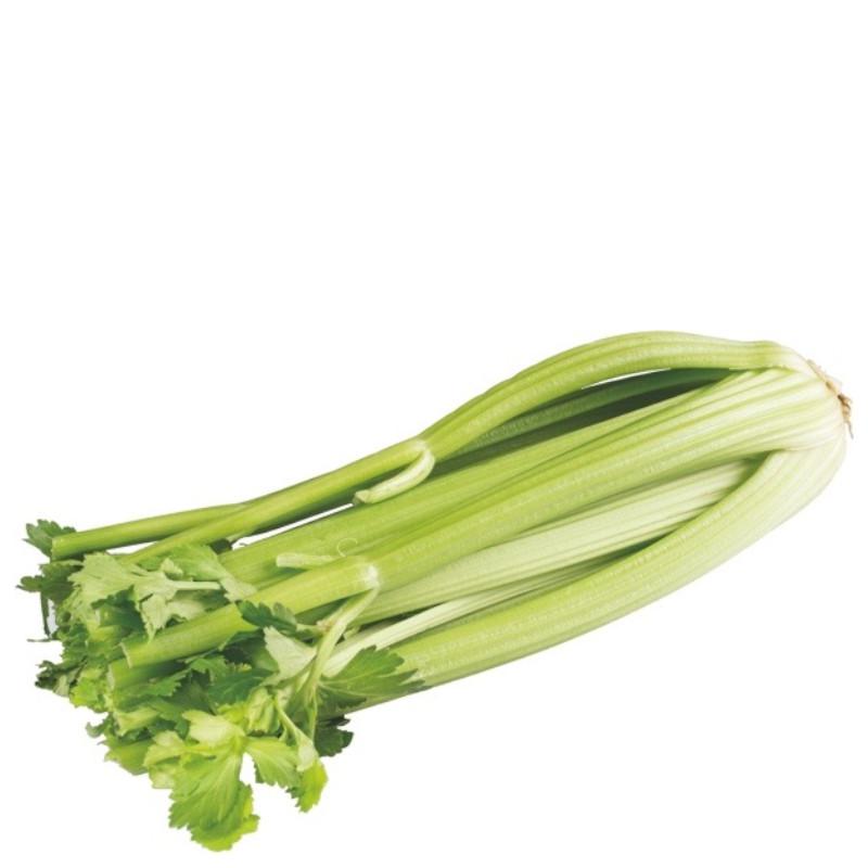 Stangensellerie